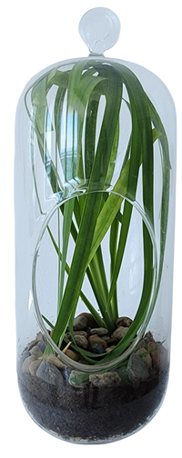 Perfect Palms Glass Terrarium Seed Starting Kit