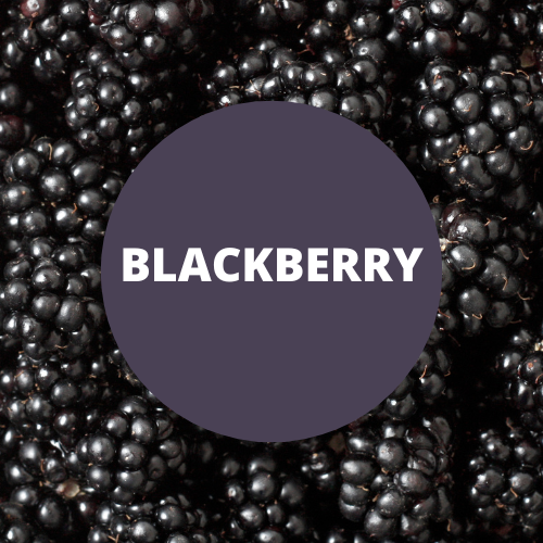 Blackberry Scented Argan Oil Hair Conditioner