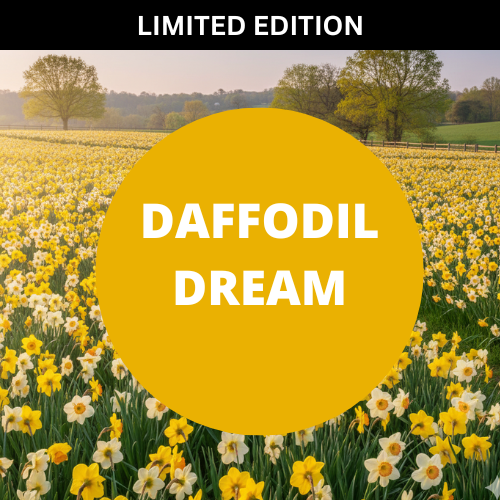 Daffodil Dream Scented Massage Oil