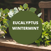 Eucalyptus Wintermint Scented Massage Oil