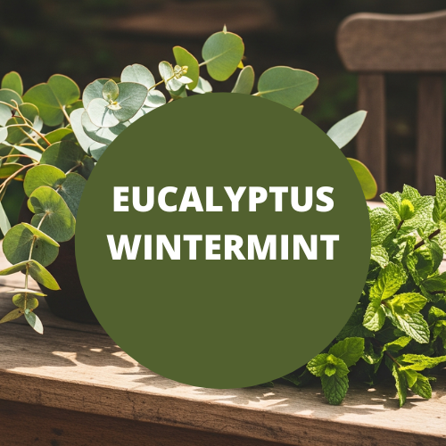 Eucalyptus Wintermint Scented Massage Oil