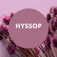 Hyssop Scented Argan Oil Hair Conditioner