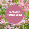 Japanese Honeysuckle Scented Massage Oil