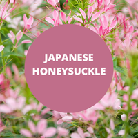 Japanese Honeysuckle Scented Argan Oil Hair Conditioner
