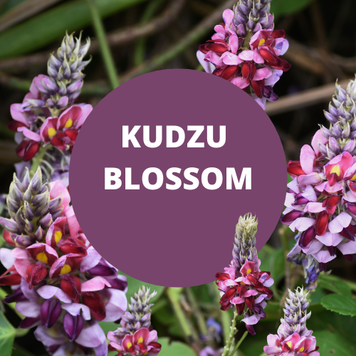 Kudzu Blossom Scented Argan Oil Hair Shampoo