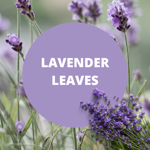 Black Canyon Lavender Leaves Scented Body Lotion