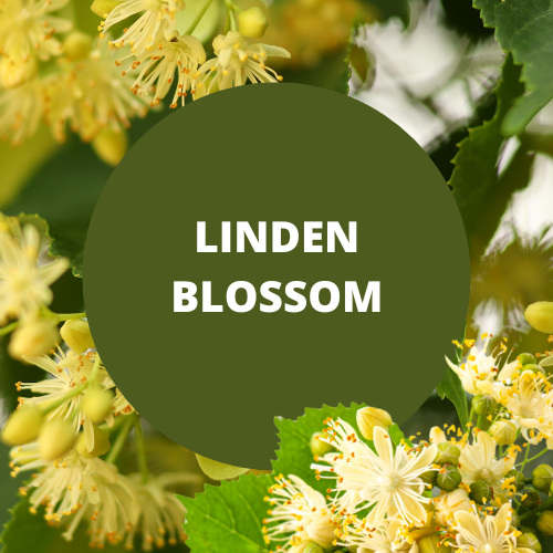 Linden Blossom Scented Argan Oil Hair Conditioner