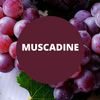 Muscadine Scented Argan Oil Hair Shampoo