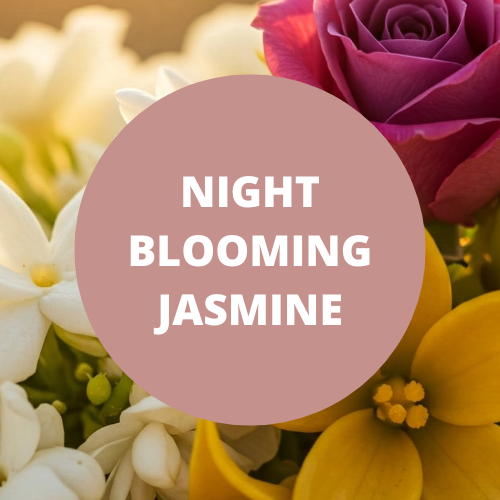 Night Blooming Jasmine Scented Massage Oil