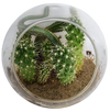 Mini Desert Collection Glass Terrarium Cacti Seed Starting Kit