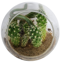 Mini Desert Collection Glass Terrarium Cacti Seed Starting Kit