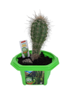 Sully 'The Desert King' Giant Saguaro Micro Dome Terrarium