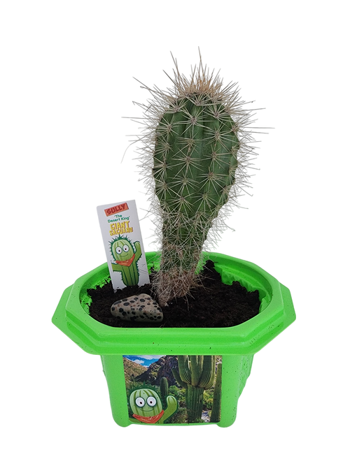 Sully 'The Desert King' Giant Saguaro Micro Dome Terrarium