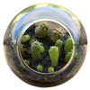 Cacti Tiny Terrariums Bundle - 1 each of 6 Varieties