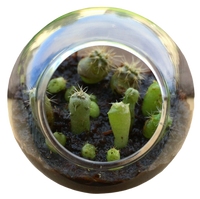 Cacti Tiny Terrariums Bundle - 1 each of 6 Varieties
