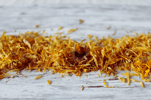 Calendula Flower