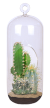 Cacti Collection Glass Terrarium Seed Starting Kit