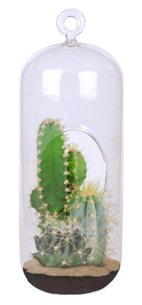 Cacti Collection Glass Terrarium Seed Starting Kit