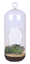 Stunning Sedum Glass Terrarium Seed Starting Kit