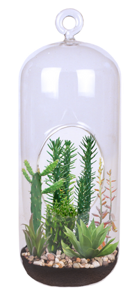 Superb Succulents Glass Terrarium Seed Starting Kit