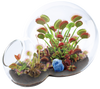 Carnivorous Growarium Meat-Eating Seed Terrarium Kit