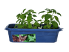 Crazy Cat Plant Mini World Terrarium