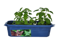 Crazy Cat Plant Mini World Terrarium