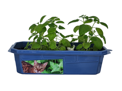 Crazy Cat Plant Mini World Terrarium