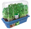 Crazy Cat Plant Mini World Terrarium