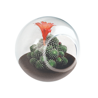 Flowering Cacti Tiny Terrariums Bundle - 2 each of 3 Varieties