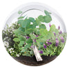 Crystal Glass Garden Seed Starting Terrarium
