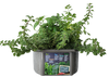 Culinary Herb Collection Biosphere Terrarium