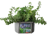Culinary Herb Collection Biosphere Terrarium