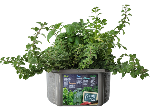 Culinary Herb Collection Biosphere Terrarium