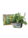 Culinary Herb Collection Biosphere Terrarium