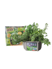 Culinary Herb Collection Biosphere Terrarium