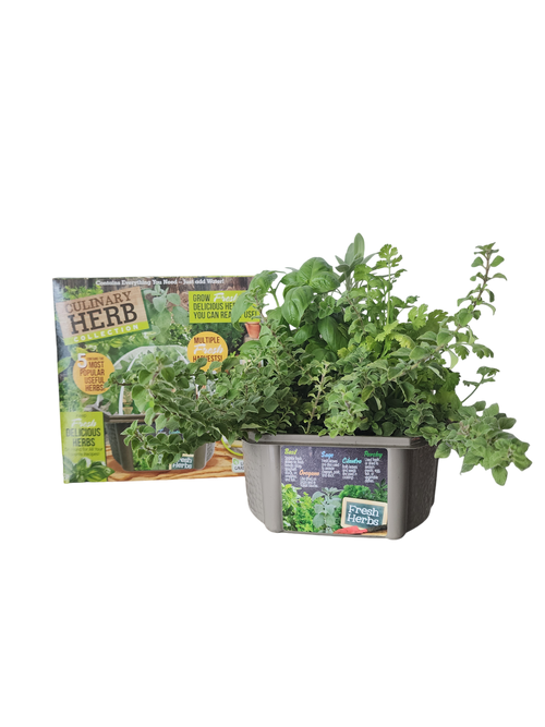 Culinary Herb Collection Biosphere Terrarium