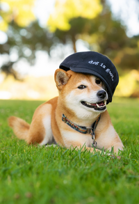Hat: Dog is Good Signature (Black) Dog is Good