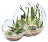 Desert Escape Growarium Succulent and Cacti Seed Terrarium Kit
