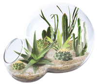 Desert Escape Growarium Succulent and Cacti Seed Terrarium Kit