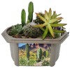 Desert Dome Biosphere Terrarium