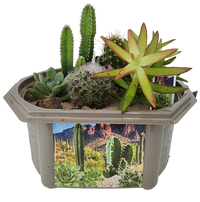 Desert Dome Biosphere Terrarium