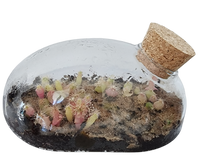 The Desert Mouse Garden Glass Terrarium with Cork