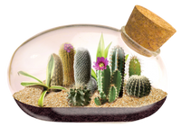 The Desert Mouse Garden Glass Terrarium with Cork
