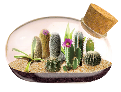 The Desert Mouse Garden Glass Terrarium with Cork