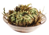 Resurrection Plant -  Multipack of 3