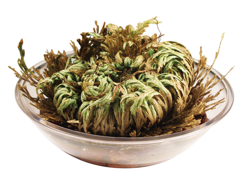 Resurrection Plant -  Multipack of 3