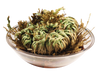 Dinosaur Plant -  Multipack of 3