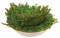 Resurrection Plant -  Multipack of 3