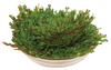 Dinosaur Plant -  Multipack of 3